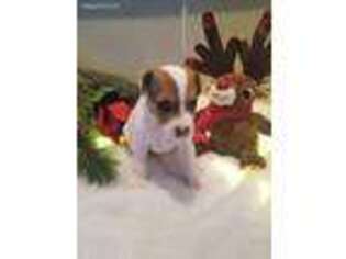 Jack Russell Terrier Puppy for sale in Malott, WA, USA