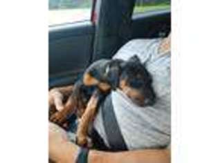 Doberman Pinscher Puppy for sale in Hinesville, GA, USA
