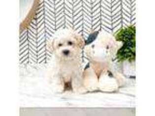 Bichon Frise Puppy for sale in Moorpark, CA, USA