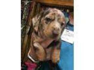 Dachshund Puppy for sale in Bruce, MS, USA