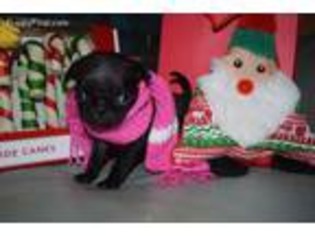 Pug Puppy for sale in Easton, KS, USA