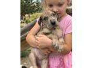 Great Dane Puppy for sale in Cheyenne, WY, USA