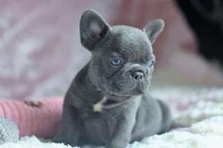 French Bulldog Puppy for sale in Burlington, VT, USA