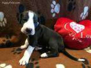 Great Dane Puppy for sale in Boonville, MO, USA