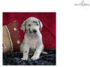 Great Dane Puppy for sale in Youngstown, OH, USA