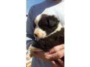 Australian Shepherd Puppy for sale in Perris, CA, USA