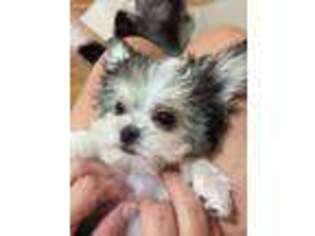 Mi-Ki Puppy for sale in Lexington, SC, USA