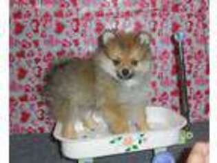 Pomeranian Puppy for sale in Pierce City, MO, USA