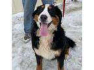 Bernese Mountain Dog Puppy for sale in Aberdeen, SD, USA