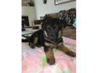 German Shepherd Dog Puppy for sale in Mira Loma, CA, USA