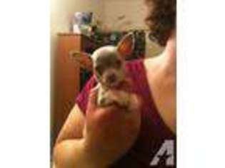 Chihuahua Puppy for sale in WONDER LAKE, IL, USA