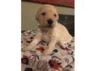 Labradoodle Puppy for sale in Woolwich, ME, USA