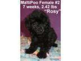 Mutt Puppy for sale in Somerset, KY, USA