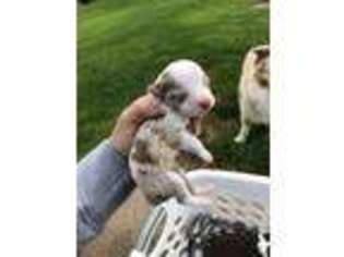 Miniature Australian Shepherd Puppy for sale in New Albany, PA, USA