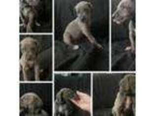 Great Dane Puppy for sale in Ridgecrest, CA, USA