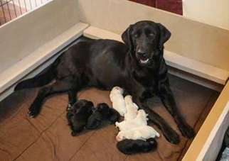 Labrador Retriever Puppy for sale in Buckeye, AZ, USA