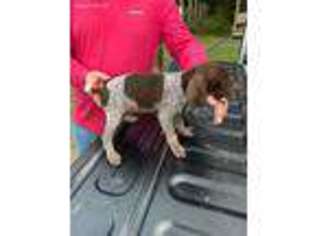 German Shorthaired Pointer Puppy for sale in Eastman, GA, USA