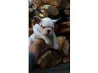French Bulldog Puppy for sale in Bloomsbury, NJ, USA