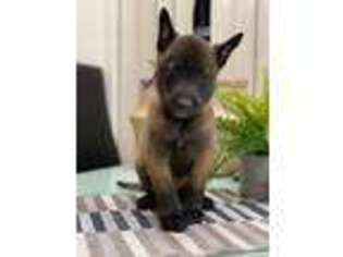 Belgian Malinois Puppy for sale in Fort Lauderdale, FL, USA