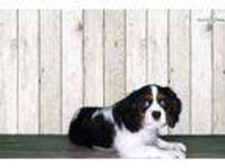 Cavalier King Charles Spaniel Puppy for sale in Saint George, UT, USA