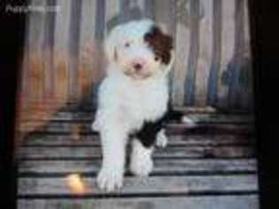 Mutt Puppy for sale in Grandview, WA, USA