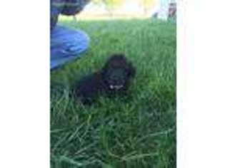Labradoodle Puppy for sale in Centralia, KS, USA