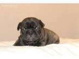 French Bulldog Puppy for sale in Crystal Lake, IL, USA