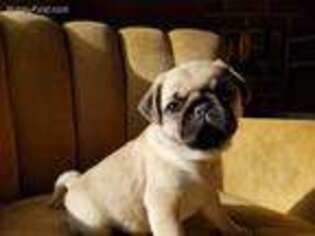 Pug Puppy for sale in Columbia, MD, USA