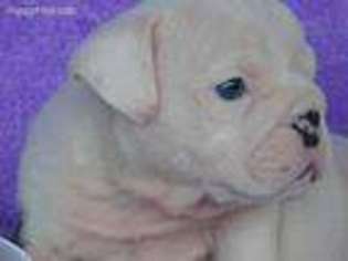 Bulldog Puppy for sale in Woodhaven, NY, USA