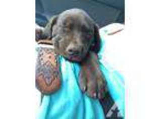 Labrador Retriever Puppy for sale in SAN MARCOS, TX, USA