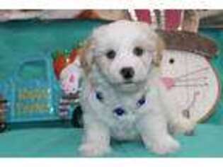 Schnoodle (Standard) Puppy for sale in Corinne, UT, USA