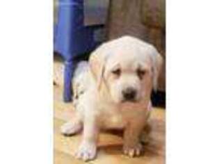 Labrador Retriever Puppy for sale in Mineral Point, WI, USA
