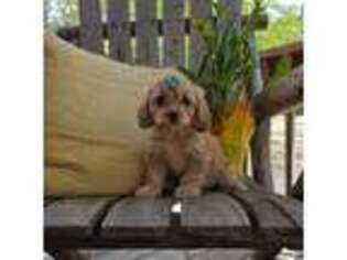Cavapoo Puppy for sale in Lexington, SC, USA