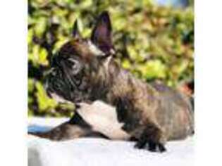 French Bulldog Puppy for sale in Pembroke Pines, FL, USA