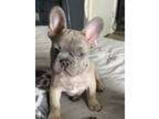 French Bulldog Puppy for sale in Flat Rock, MI, USA