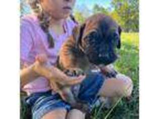 Cane Corso Puppy for sale in Springfield, MO, USA