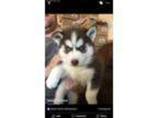 Siberian Husky Puppy for sale in Elwood, IL, USA