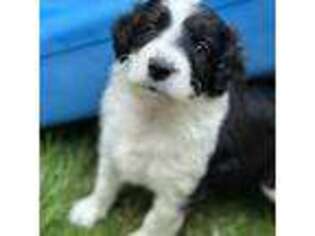 Border Collie Puppy for sale in Waterville, ME, USA