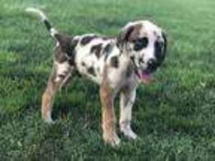 Great Dane Puppy for sale in Ontario, CA, USA