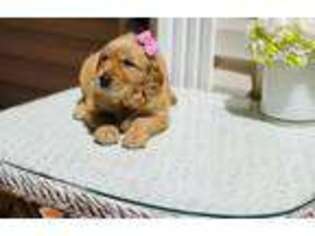 Medium Photo #1 Golden Retriever Puppy For Sale in Mcdonough, GA, USA