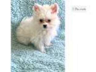 Maltipom Puppy for sale in Fort Lauderdale, FL, USA