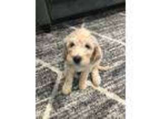 Goldendoodle Puppy for sale in Provo, UT, USA