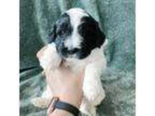 Portuguese Water Dog Puppy for sale in Lehi, UT, USA