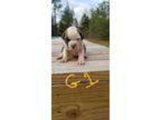 American Bulldog Puppy for sale in Fitzgerald, GA, USA