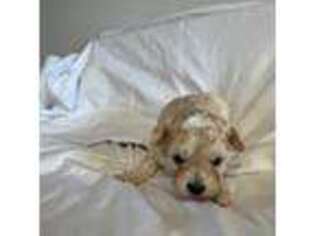 Mutt Puppy for sale in Damascus, AR, USA