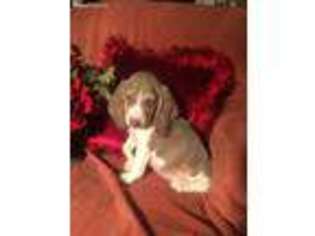 Beagle Puppy for sale in Clarksville, TX, USA