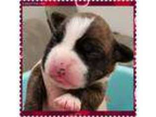 Boxer Puppy for sale in Rock Hill, SC, USA
