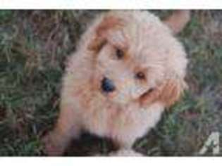 Goldendoodle Puppy for sale in CASSELBERRY, FL, USA