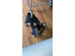 Shiba Inu Puppy for sale in Minneapolis, MN, USA