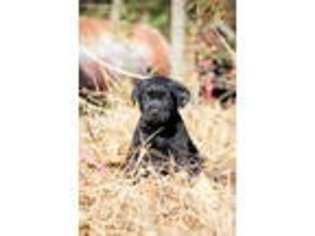 Labrador Retriever Puppy for sale in Preston, MD, USA